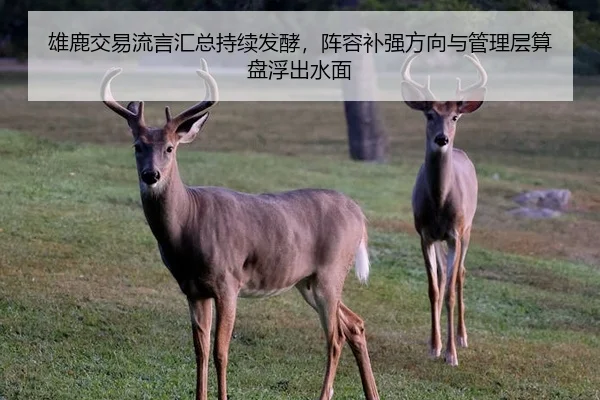 xiong-lu-jiao-yi-liu-yan-hui-zong-chi-xu-fa-jiao-zhen-rong-bu-qiang-fang-xiang-yu-guan-li-ceng-suan-pan-fu-chu-shui-mian-3-632.jpg